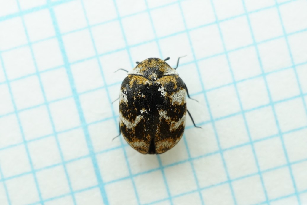 ヒメマルカツオブシムシとは 動植物の人気 最新記事を集めました はてな