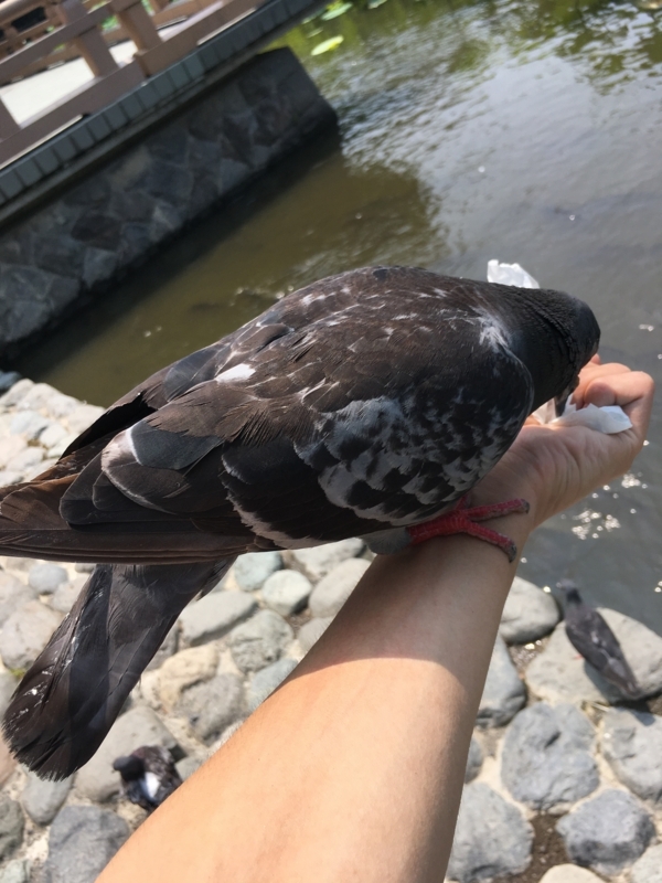 f:id:monhime:20180808145522j:plain f:id:monhime:20180808145522j:plain