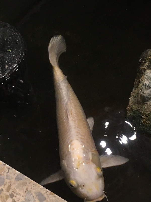 f:id:monhime:20190505083517j:plain f:id:monhime:20190505083517j:plain