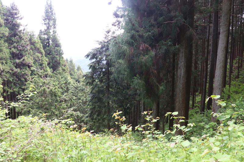 f:id:monhime:20190520083255j:plain f:id:monhime:20190520083255j:plain