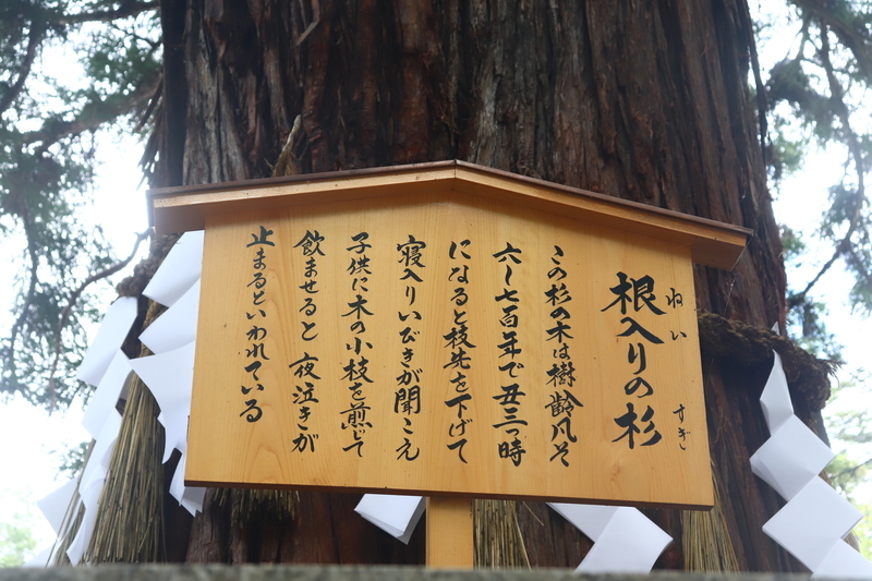 f:id:monhime:20190816101126j:plain 諏訪神社根入りの杉