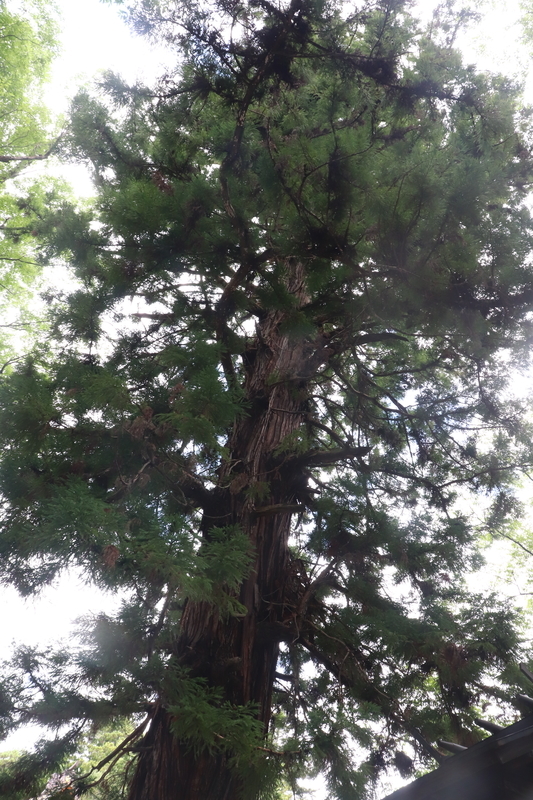 f:id:monhime:20190816101149j:plain 諏訪神社根入りの杉