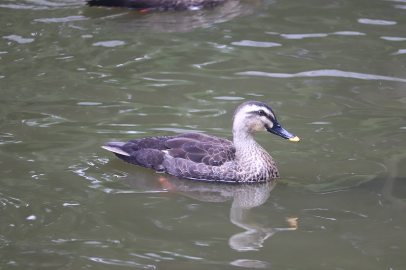 f:id:monhime:20190904104923j:plain 洞峰公園