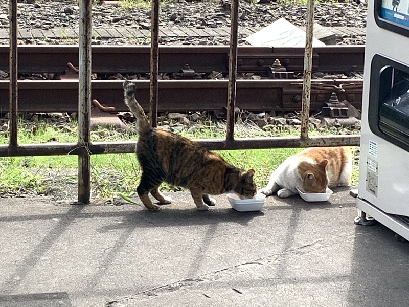 f:id:monhime:20191028082614j:plain 鶴見線 浜川崎駅 ネコ