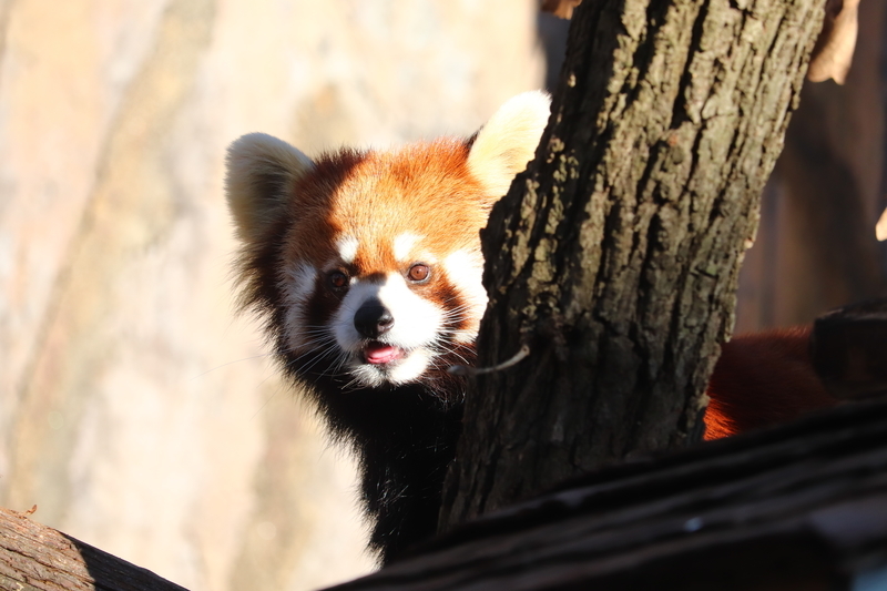 f:id:monhime:20200203114551j:plain 野毛山動物園