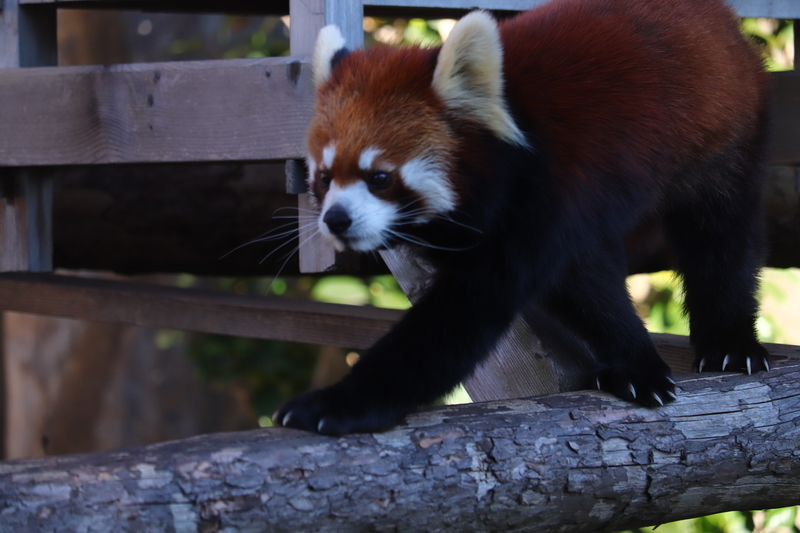 f:id:monhime:20200203114559j:plain 野毛山動物園