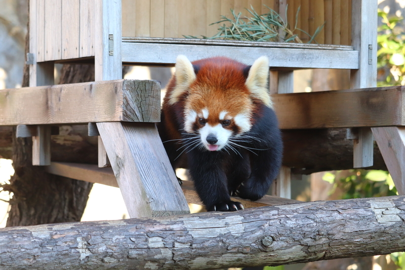 f:id:monhime:20200203114616j:plain 野毛山動物園