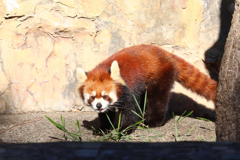 f:id:monhime:20200203114659j:plain 野毛山動物園