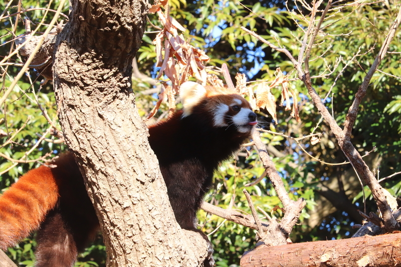 f:id:monhime:20200203114714j:plain 野毛山動物園