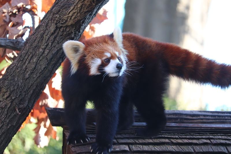 f:id:monhime:20200203114733j:plain 野毛山動物園