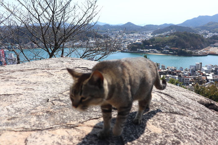 f:id:monhime:20200317115202j:plain f:id:monhime:20200317115202j:plain