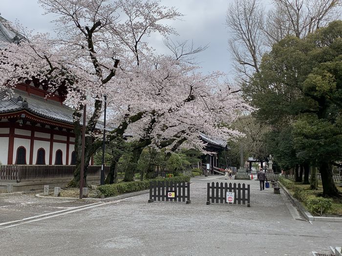 f:id:monhime:20200331134200j:plain f:id:monhime:20200331134200j:plain