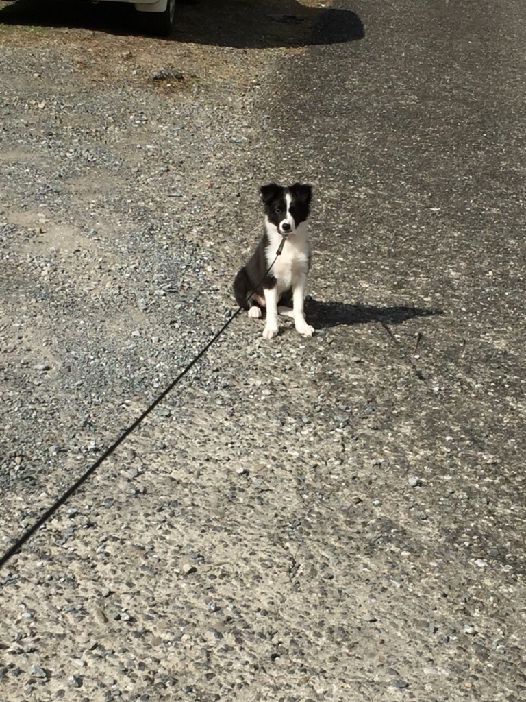 犬が散歩に行きたがらない 散歩嫌いになる理由 ボーダーコリーのしつけ 成長日記 モニカ Blog 犬が散歩に行きたがらない 散歩嫌いになる理由 ボーダーコリーのしつけ 成長日記 モニカ Blog