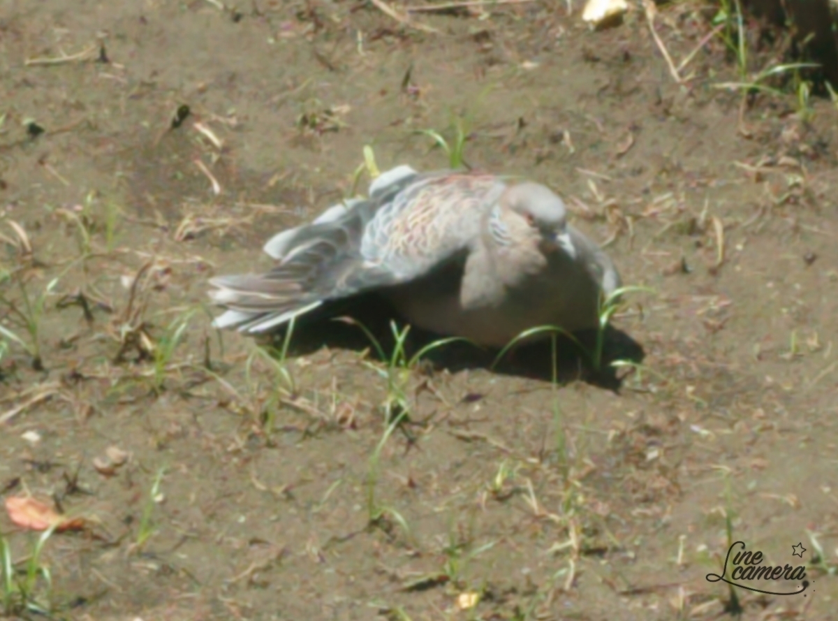 f:id:monjisan:20200704205945j:plain f:id:monjisan:20200704205945j:plain
