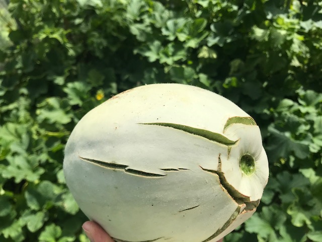 f:id:monkichi64:20180730091059j:plain f:id:monkichi64:20180730091059j:plain