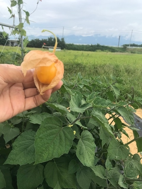 f:id:monkichi64:20180828092742j:plain f:id:monkichi64:20180828092742j:plain