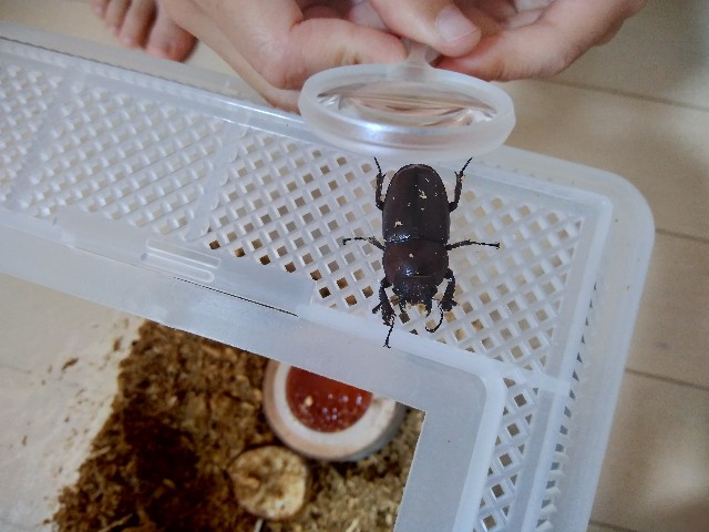 メスのクワガタがかわいい めげない日記 節約好きアラフィフ双子母のキロク メスのクワガタがかわいい めげない日記 節約好きアラフィフ双子母のキロク