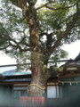 20110331120747