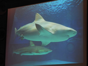 f:id:monksiiru:20090606191232j:image