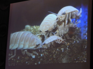 f:id:monksiiru:20090606191249j:image