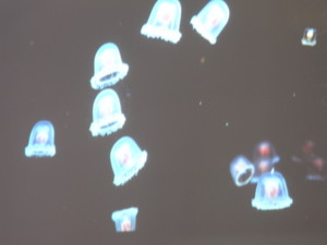 f:id:monksiiru:20090606201422j:image