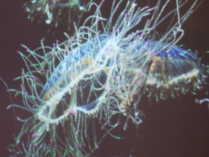 f:id:monksiiru:20090606201703j:image