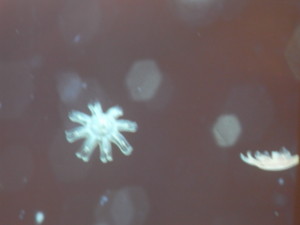 f:id:monksiiru:20090606202157j:image