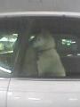 [犬] あ、いぬんが