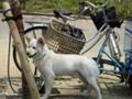 [花見][犬] ワンコ1