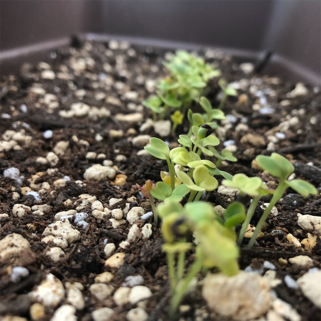 f:id:monmon007:20210102225648j:image