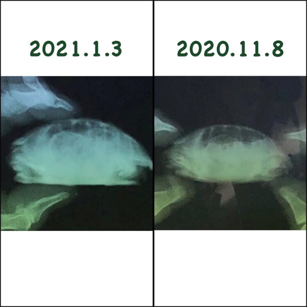 f:id:monmon007:20210103203418j:image