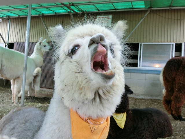 f:id:monmontana:20180610012452j:image f:id:monmontana:20180610012452j:image