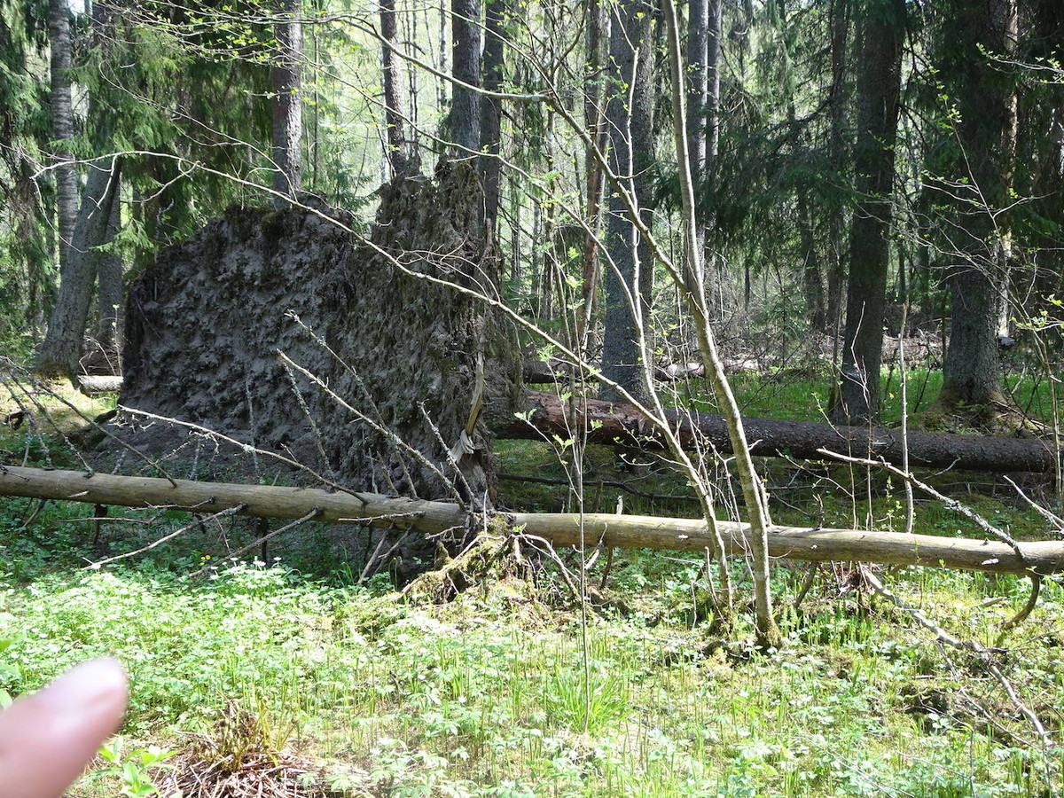 f:id:monna8888:20190519184708j:plain f:id:monna8888:20190519184708j:plain