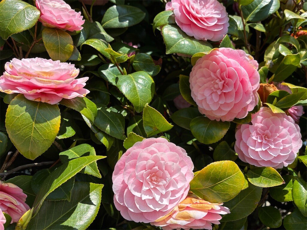 f:id:monna8888:20260403185201j:image f:id:monna8888:20260403185201j:image