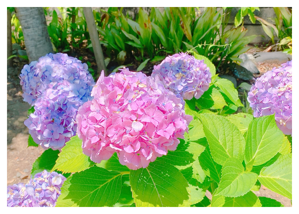 f:id:monocopi:20250622201757p:image f:id:monocopi:20250622201757p:image