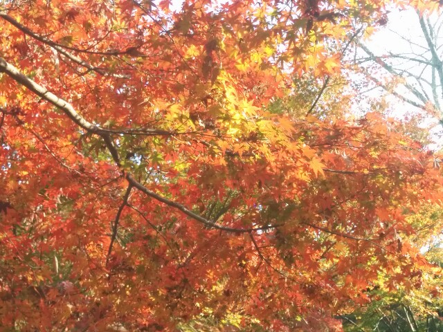 f:id:monog3s:20191127140741j:image