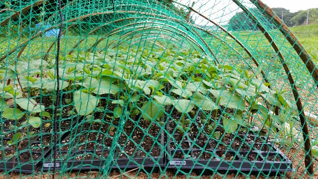 f:id:monoi117:20160716135444j:plain f:id:monoi117:20160716135444j:plain