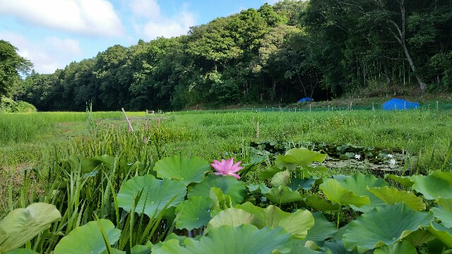 f:id:monoi117:20160802112537j:plain f:id:monoi117:20160802112537j:plain