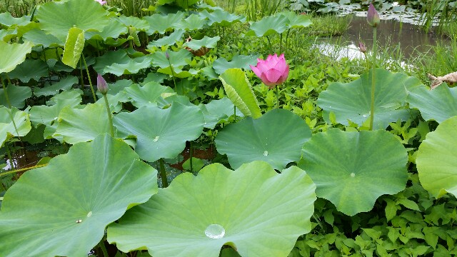f:id:monoi117:20160802112850j:plain f:id:monoi117:20160802112850j:plain