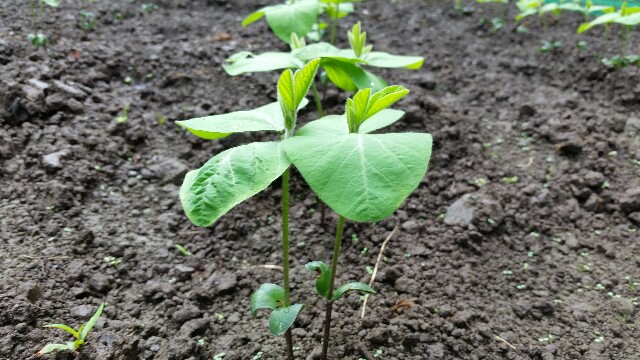 f:id:monoi117:20160802113414j:plain f:id:monoi117:20160802113414j:plain
