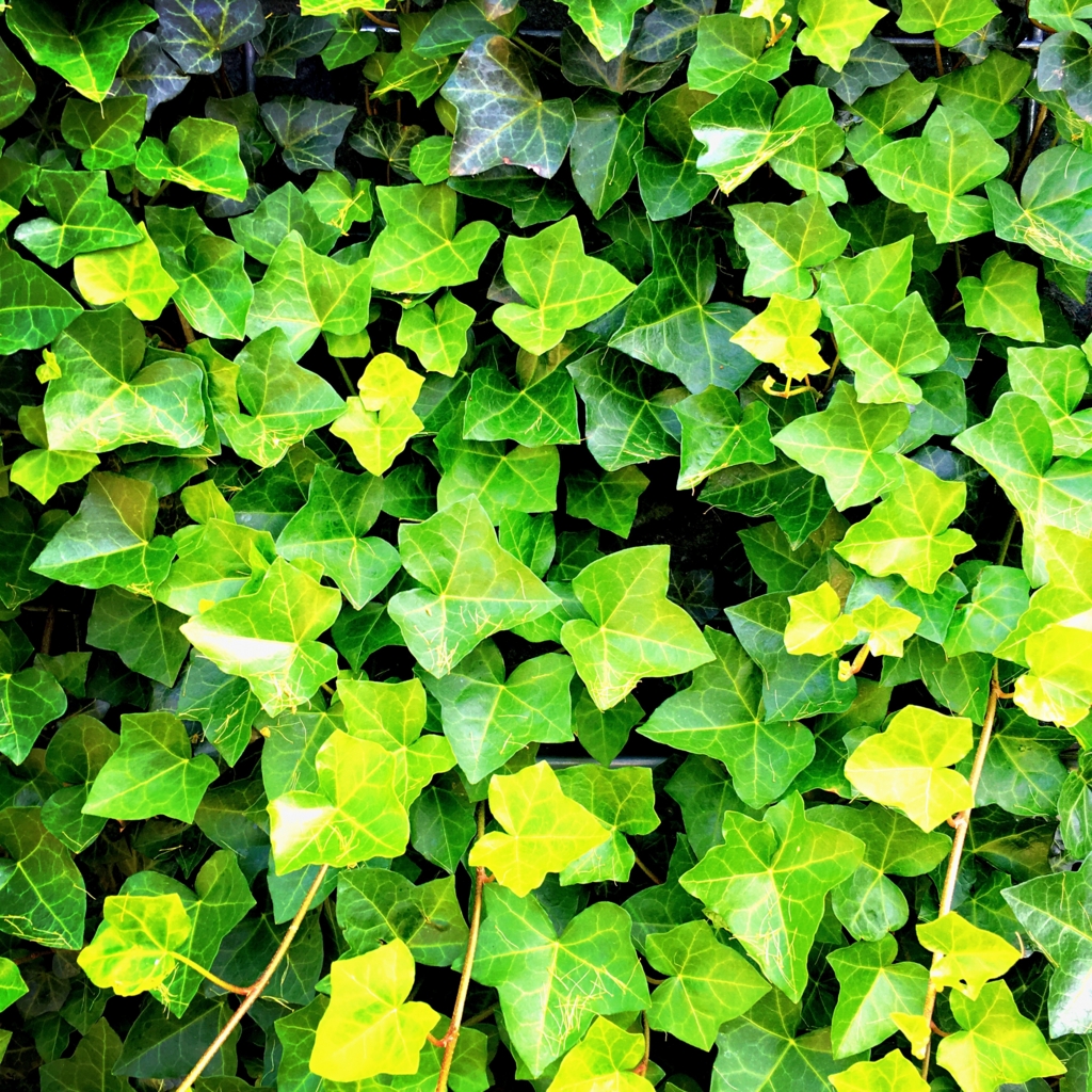 f:id:monokann:20160526225153j:plain