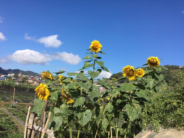 f:id:monol-baguio:20181116120031j:plain f:id:monol-baguio:20181116120031j:plain