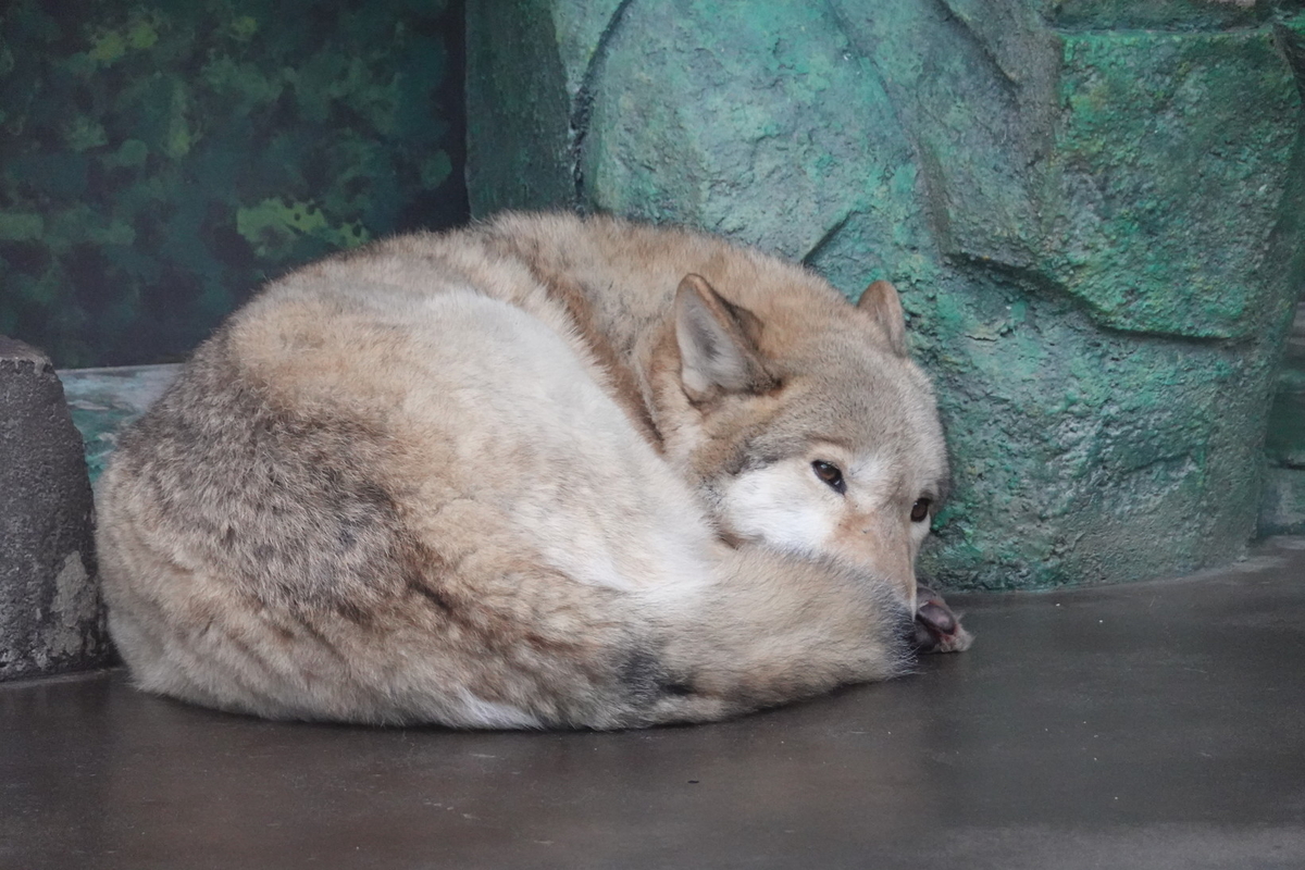 f:id:monolingualblog:20191230121048j:plain f:id:monolingualblog:20191230121048j:plain