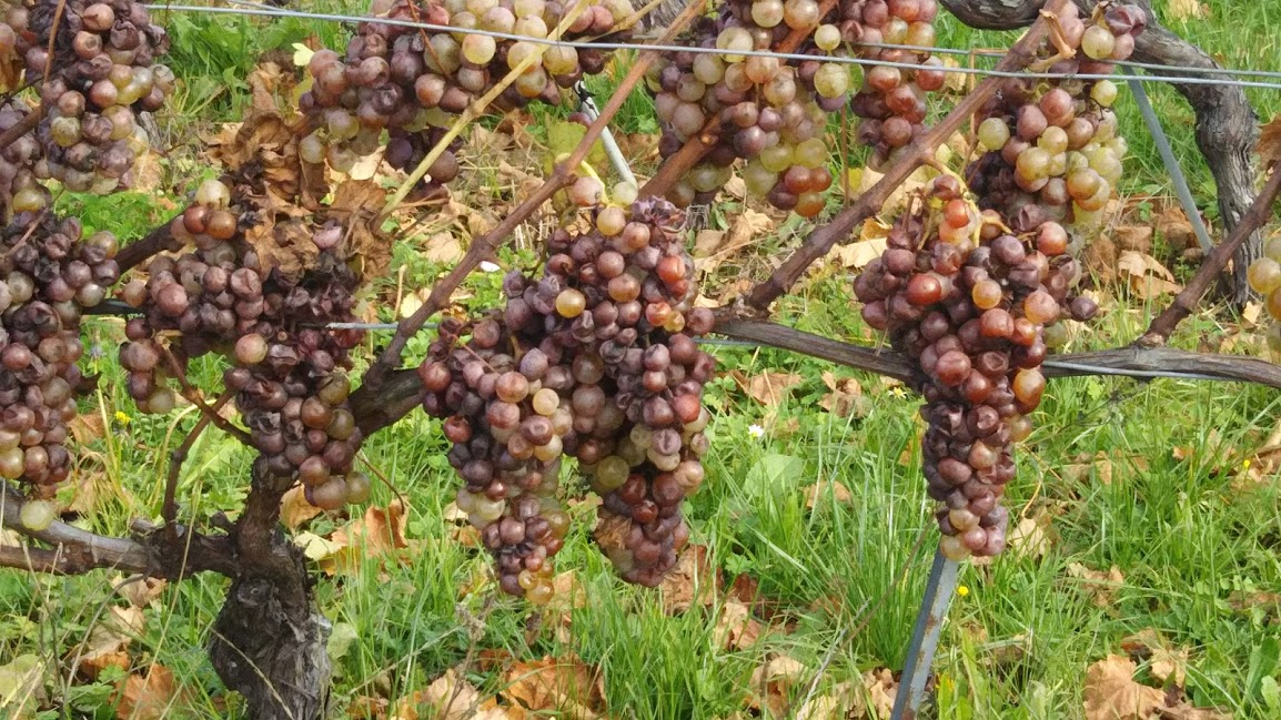 f:id:monomiyu3:20191202165819j:plain