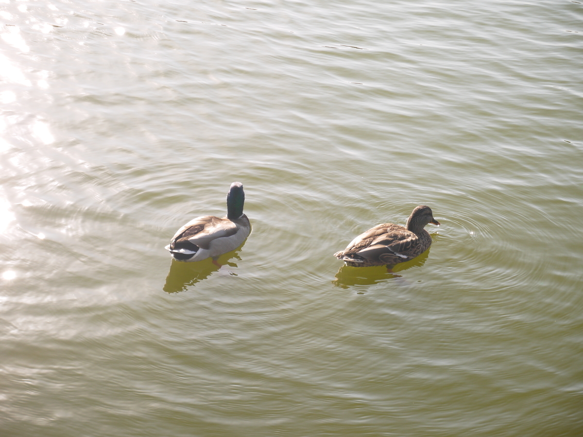 f:id:monoomoi2020:20201105221441j:plain f:id:monoomoi2020:20201105221441j:plain