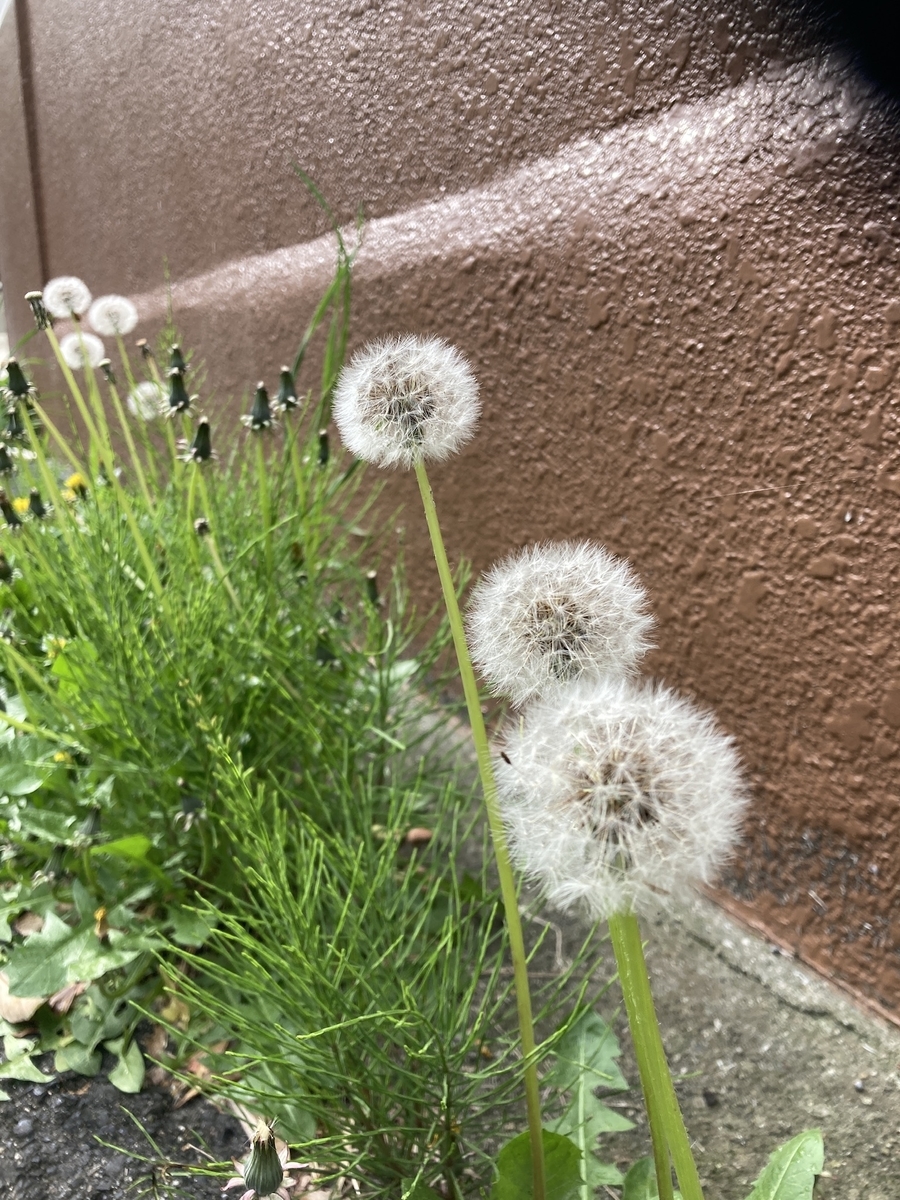 f:id:monoomoi2020:20210425123017j:plain