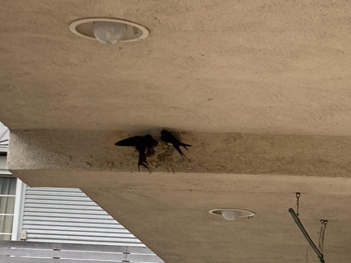 f:id:monoomoi2020:20210512005215j:plain