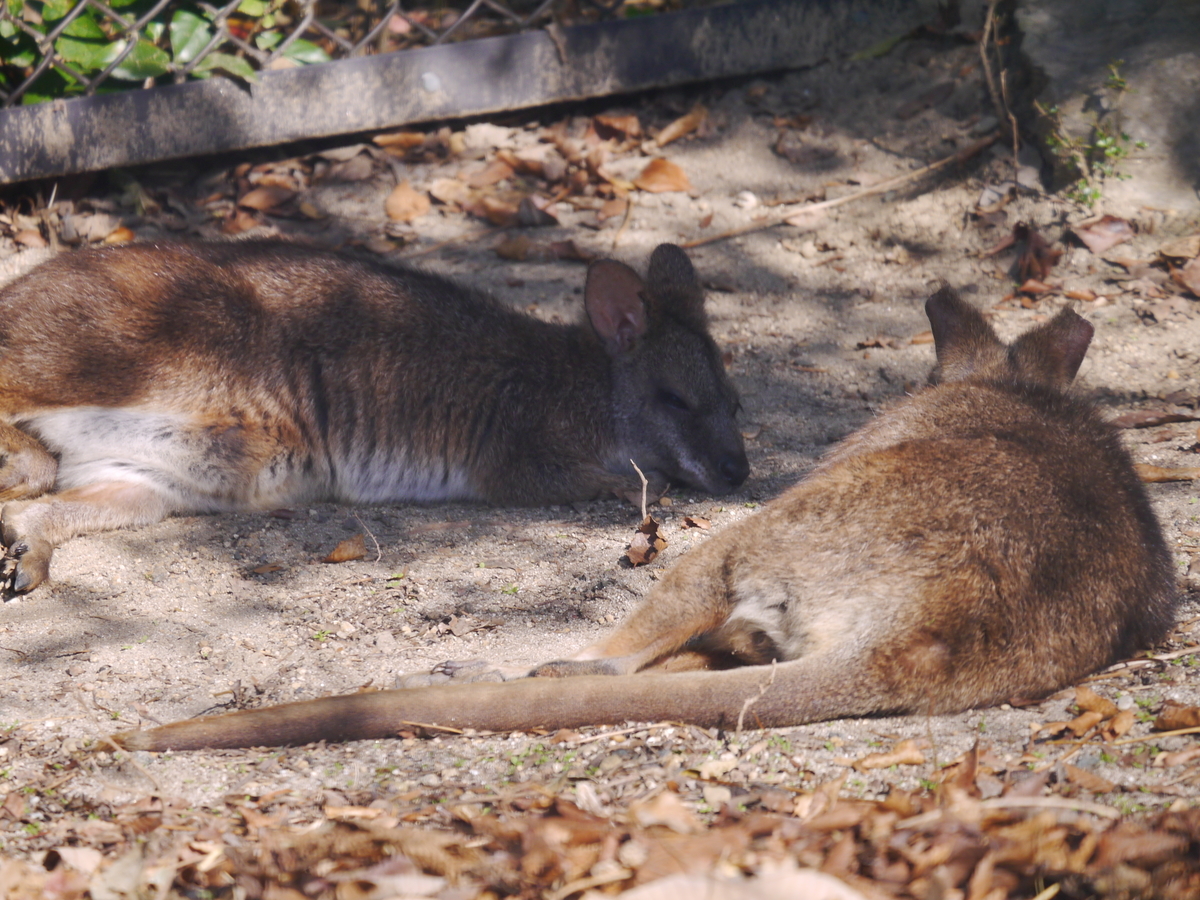 f:id:monoomoi2020:20211123221321j:plain