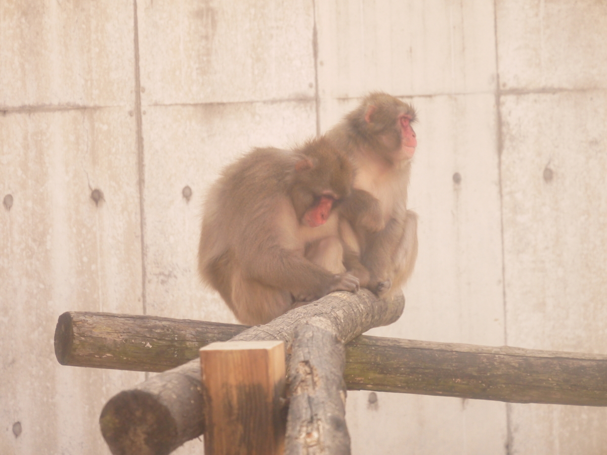 f:id:monoomoi2020:20211123222205j:plain