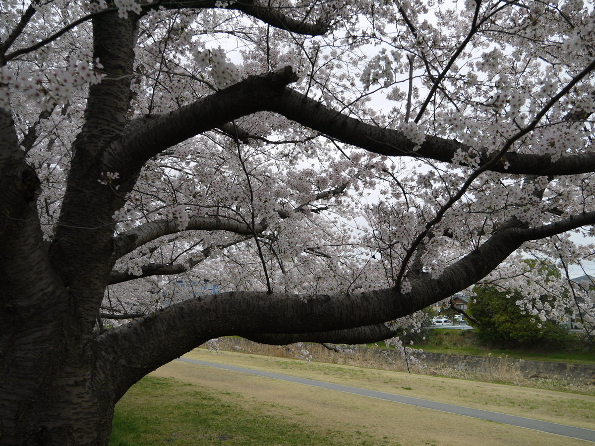 f:id:monoomoi2020:20220403230726j:plain